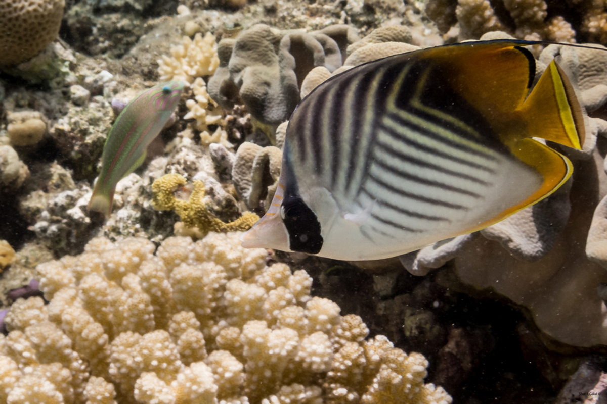 Butterfly fish feed on coral polyps, small crustaceans and algae by Dr. Sharif Galal ©